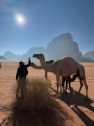 Desert Life Camp Wadi Rum