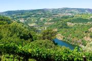 Cherry Douro Hill