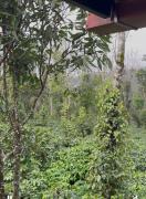 Top Madikeri