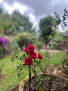 Top Coonoor