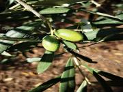 Apartment Lorusso touristischer Standort by Interhome