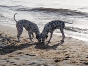 Residenz Lausitz - Apartments für Urlaub mit Hund