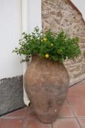 Top Patti