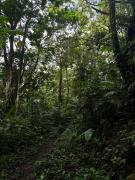 Cozy Studio with private tropical forest