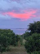 ペットと泊まれるOcean View Sakura オーシャンビューサクラ