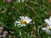 Top La Punt-Chamues-ch