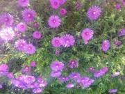 Apartment Gemütliche Wohnung Andrea in Opatija by Interhome