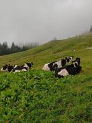 Familie Foidl Bairerbauer