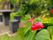 Abhilashi Guest house