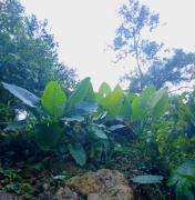 Kalaland camp patong