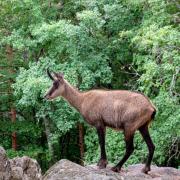 Ohiya Alpine River Lodge
