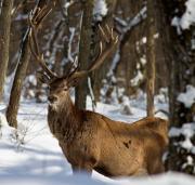 Тайната квартира - The Secret apartment