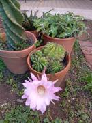 Top Isla del Rincón