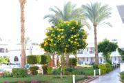 Viva Suites Sharm El Sheikh