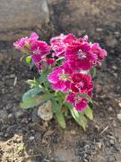 Ramashrya Homestay & cafe