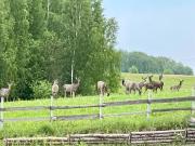 Żurawi klangor - dom z sauną i jacuzzi