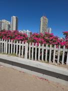 Top Mar del Plata