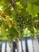 Rock Bay by Chành Rành