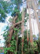 Kalaland camp tant Patong