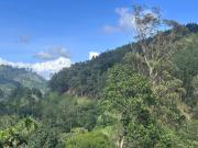 Why Not Guset House Ella