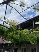 Cozy Old House Historic Village, Georgia