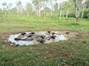 Hostel Guacimo Workaway and Workpackers