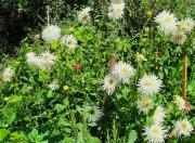 Top Jullouville-les-Pins