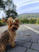 Top Maków Podhalański