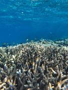 Batanta Paradise Homestay