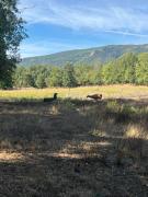 Petite Maison à la Ferme