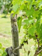 Top Villemoustaussou