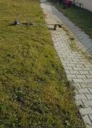 Top Ravenel Top Ravenel