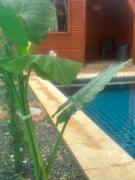 Helena Suites Alpina