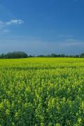 Top Windeby