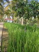 Top Ấp Thành Hòa