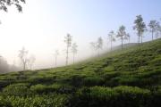 Top Kalpetta