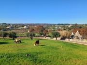 Casa tra i Trulli