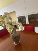 Bilocale: 5 minuti dallAriston