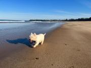 Twilight Breeze - 8 min walk to beach, pets welcome