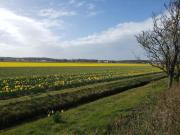 Comfortable holiday home in Noordwijkerhout near the sea