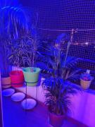 Shree Kanha Home Stay