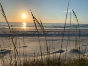 Ohana Breeze - The Lotus