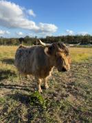 Entire vineyard estate, hunter family gatherings