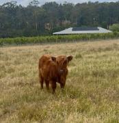 Entire vineyard estate, hunter family gatherings