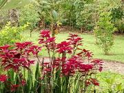 Cabaña lago Río Celeste