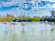 Top Saintes-Maries-de-la-Mer