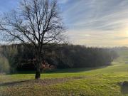 Les Libellules