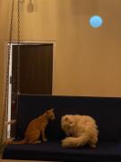 Modern Cozy Home with Private Terrace and Plants