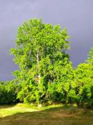 Chateau de Vincelles Chateau de Vincelles