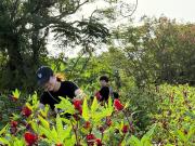 Top Donghe Top Donghe